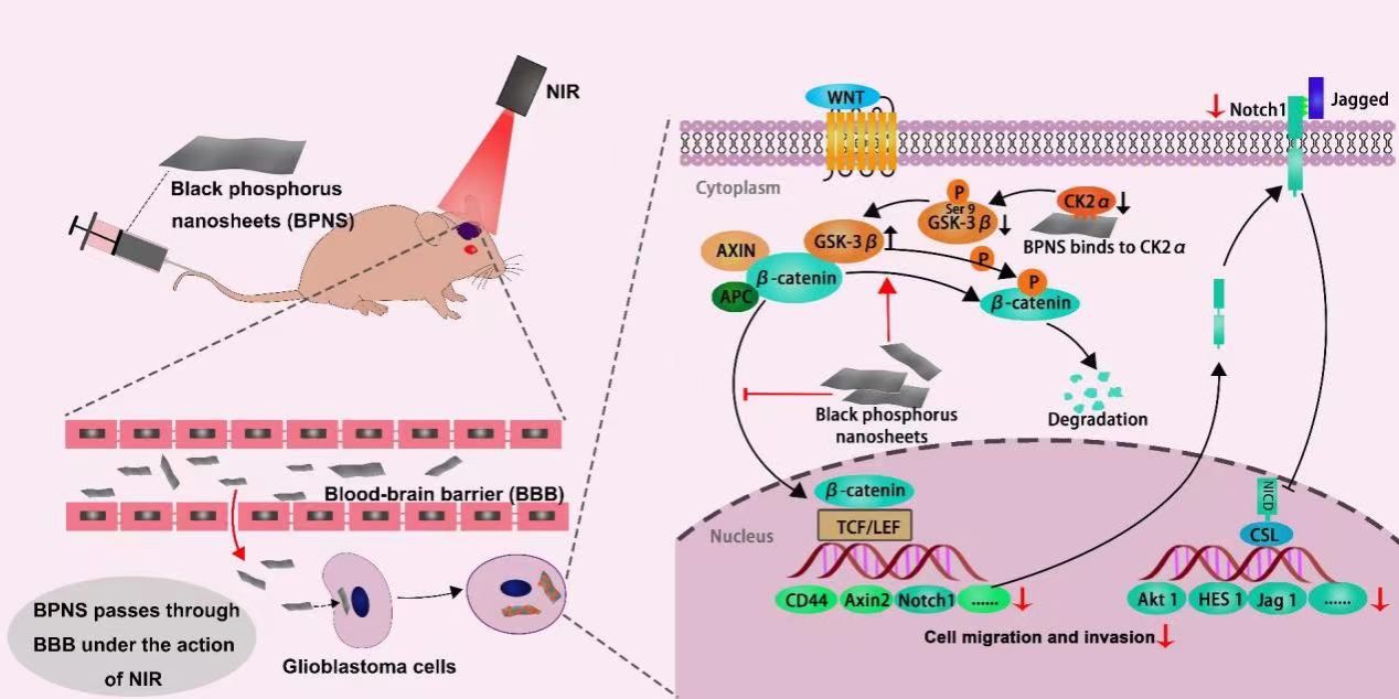 黑磷納米片對惡性膠質(zhì)母細胞瘤治療方面的研究取得最新進展
